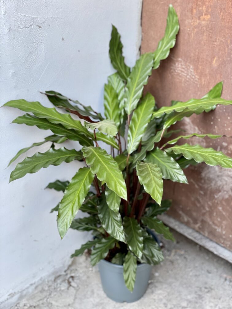 Zdjęcie rośliny Calathea rufibarba, ujęcie 3