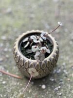 Zdjęcie rośliny Ceropegia woodii Silver Glory, ujęcie 1