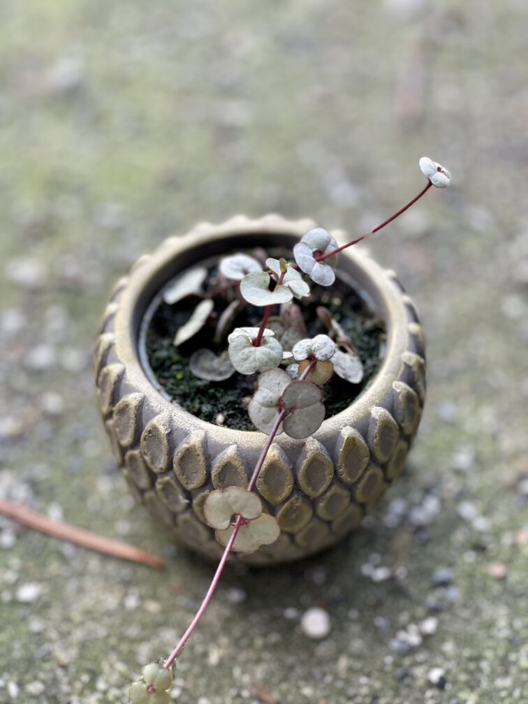 Zdjęcie rośliny Ceropegia woodii Silver Glory, ujęcie 1