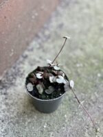 Zdjęcie rośliny Ceropegia woodii Silver Glory, ujęcie 2
