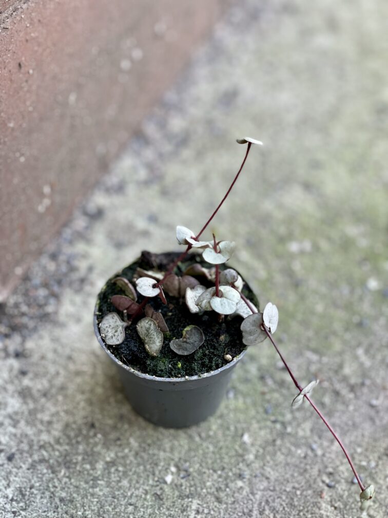 Zdjęcie rośliny Ceropegia woodii Silver Glory, ujęcie 2