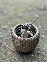 Zdjęcie rośliny Ceropegia woodii Silver Glory, ujęcie 3
