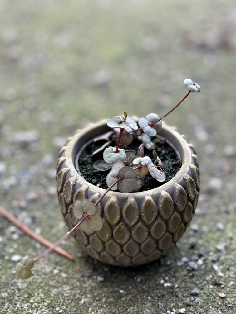Zdjęcie rośliny Ceropegia woodii Silver Glory, ujęcie 3