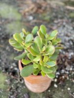 Zdjęcie rośliny Crassula ovata Sunset, ujęcie 1