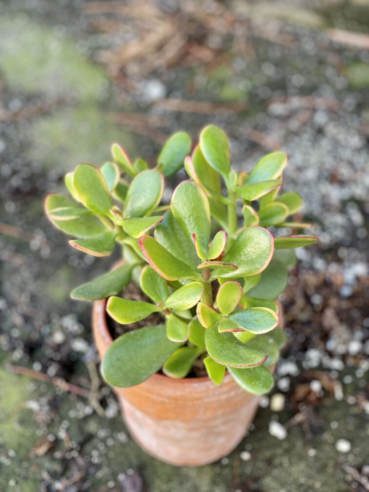 crassula-ovata-sunset_12x23-1_1644666635.jpg Zdjęcie rośliny Crassula ovata Sunset, ujęcie 1