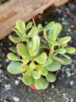 Zdjęcie rośliny Crassula ovata Sunset, ujęcie 2