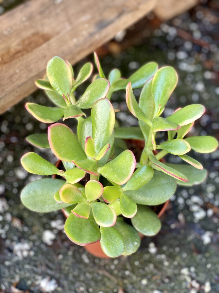 Zdjęcie rośliny Crassula ovata Sunset, ujęcie 2