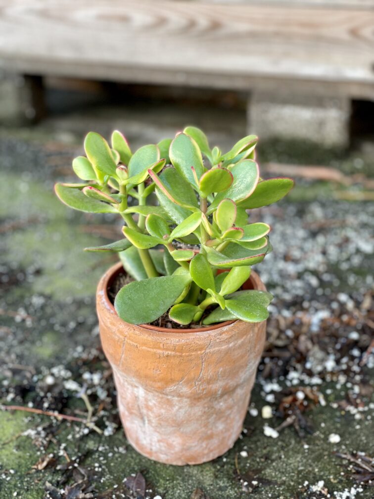 Zdjęcie rośliny Crassula ovata Sunset, ujęcie 3