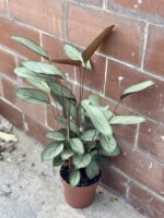 Zdjęcie rośliny Ctenanthe Setosa Grey Star, ujęcie 2