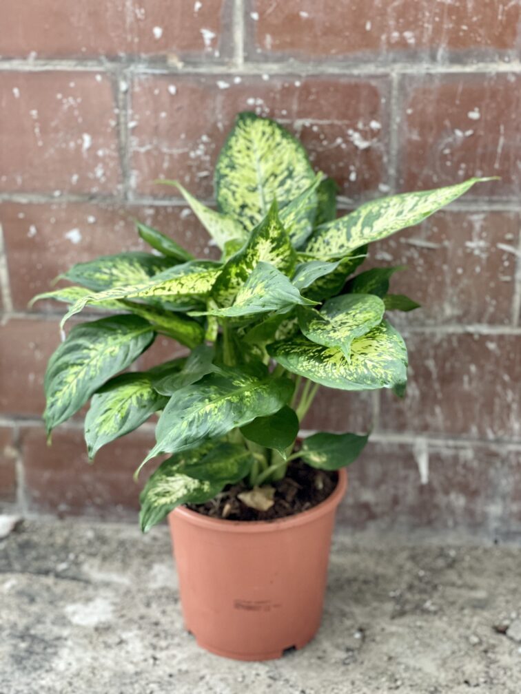 dieffenbachia-compacta_16x50-1_1645869783.jpg Zdjęcie rośliny Dieffenbachia Compacta, ujęcie 1