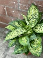 Zdjęcie rośliny Dieffenbachia Compacta, ujęcie 2