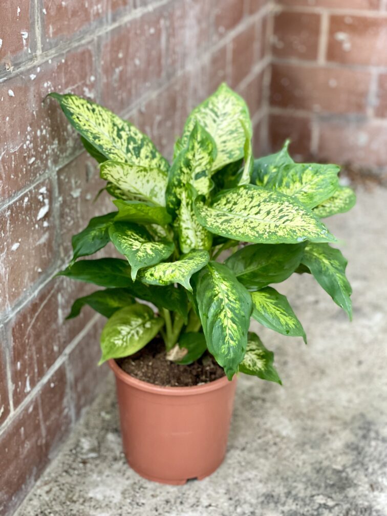 Zdjęcie rośliny Dieffenbachia Compacta, ujęcie 3