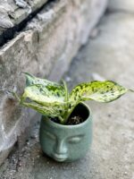 Zdjęcie rośliny Dieffenbachia maculata Amy, ujęcie 2