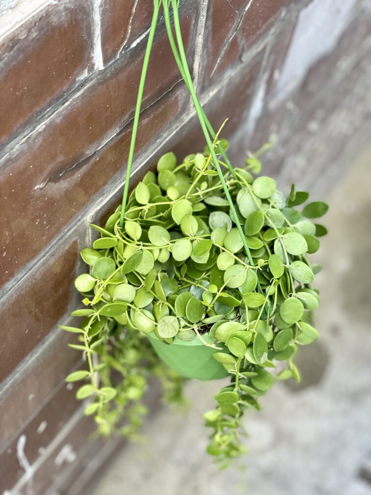 Zdjęcie rośliny Dischidia Nummularia, ujęcie 2