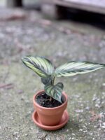 Zdjęcie doniczki lub oslonki: Doniczka Golem 6x6&nbsp;cm, ujęcie 2