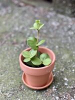 Zdjęcie doniczki lub oslonki: Doniczka Golem 8x9&nbsp;cm, ujęcie 2