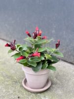 Zdjęcie doniczki lub oslonki: Doniczka Grafite 12x12&nbsp;cm, ujęcie 2