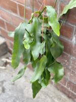 Zdjęcie rośliny Epiphyllum oxypetalum, ujęcie 1