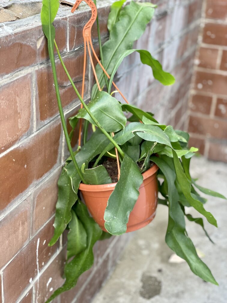 Zdjęcie rośliny Epiphyllum oxypetalum, ujęcie 2