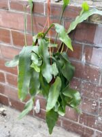 Zdjęcie rośliny Epiphyllum oxypetalum, ujęcie 3