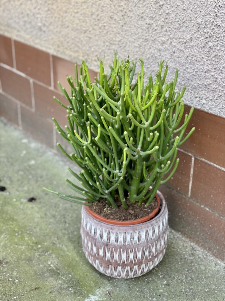 Zdjęcie rośliny Euphorbia Tirucalli, ujęcie 2