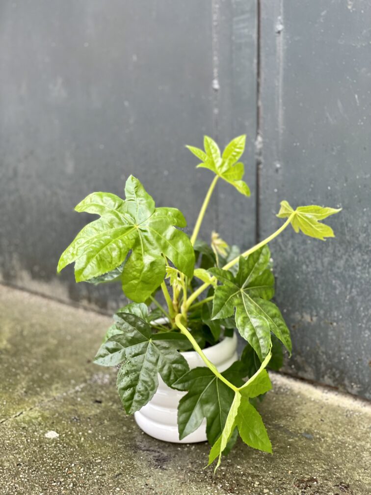 Zdjęcie rośliny Fatsia japonica, ujęcie 2