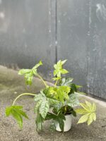 Zdjęcie rośliny Fatsia japonica, ujęcie 3