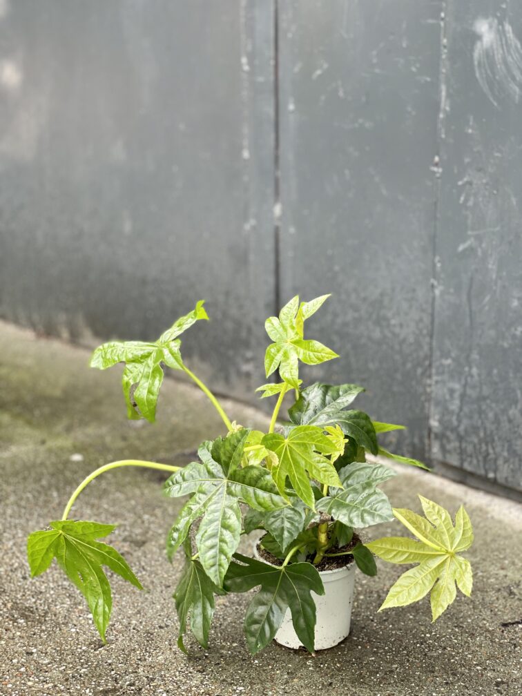 Zdjęcie rośliny Fatsia japonica, ujęcie 3