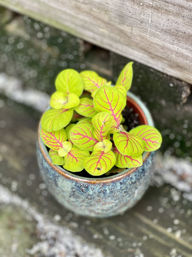 Zdjęcie rośliny Fittonia fortissimo Bubble Green, ujęcie 1