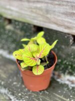 Zdjęcie rośliny Fittonia fortissimo Bubble Green, ujęcie 2