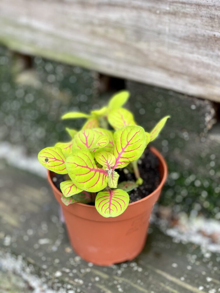 Zdjęcie rośliny Fittonia fortissimo Bubble Green, ujęcie 2