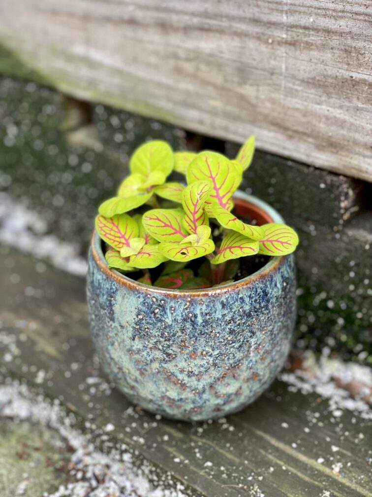Zdjęcie rośliny Fittonia fortissimo Bubble Green, ujęcie 3