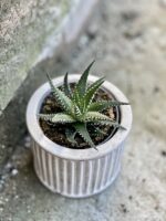 Zdjęcie rośliny Haworthia fasciata, ujęcie 1