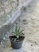 Zdjęcie rośliny Haworthia fasciata, ujęcie 2
