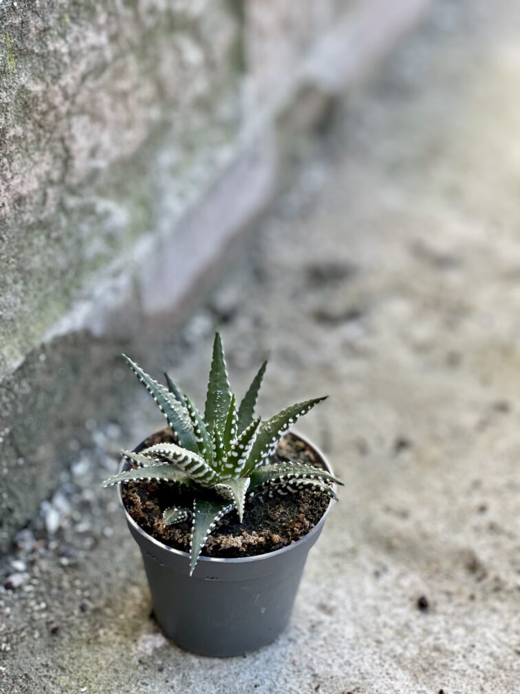 Zdjęcie rośliny Haworthia fasciata, ujęcie 2
