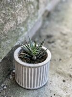 Zdjęcie rośliny Haworthia fasciata, ujęcie 3