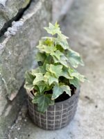 Zdjęcie rośliny Hedera helix variegata, ujęcie 1