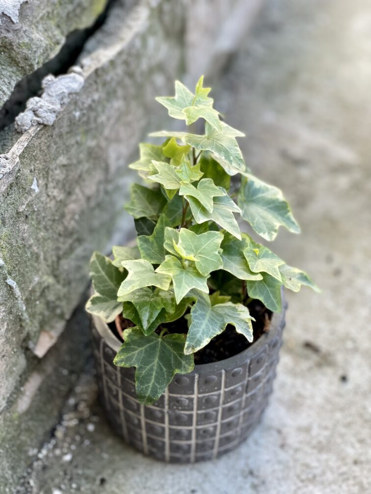 Zdjęcie rośliny Hedera helix variegata, ujęcie 1