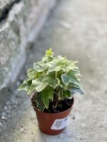 Zdjęcie rośliny Hedera helix variegata, ujęcie 2