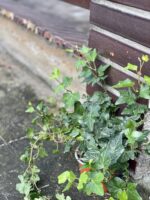 Zdjęcie rośliny Hedera helix Wonder (Bluszcz), ujęcie 1