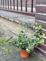 Zdjęcie rośliny Hedera helix Wonder (Bluszcz), ujęcie 2