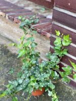 Zdjęcie rośliny Hedera helix Wonder (Bluszcz), ujęcie 3