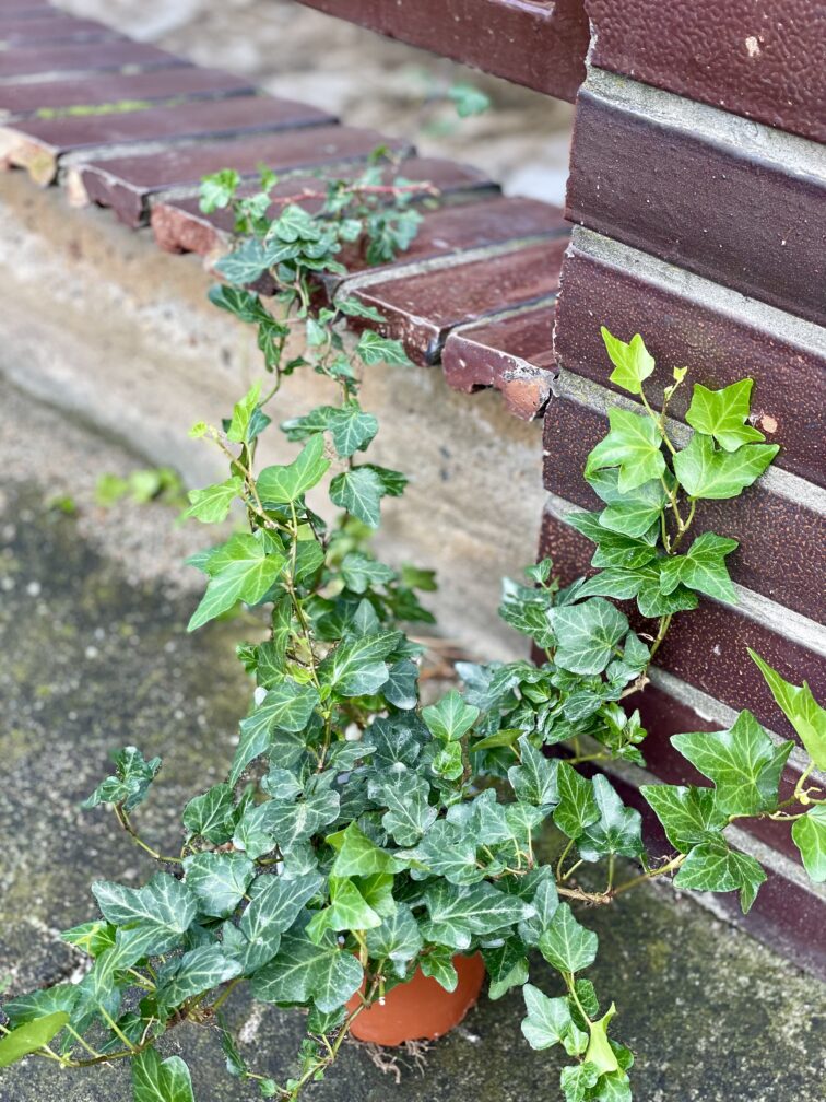 Zdjęcie rośliny Hedera helix Wonder (Bluszcz), ujęcie 3