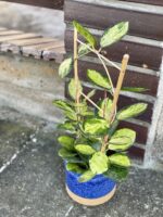 Zdjęcie rośliny Hoya australis Lisa, ujęcie 1