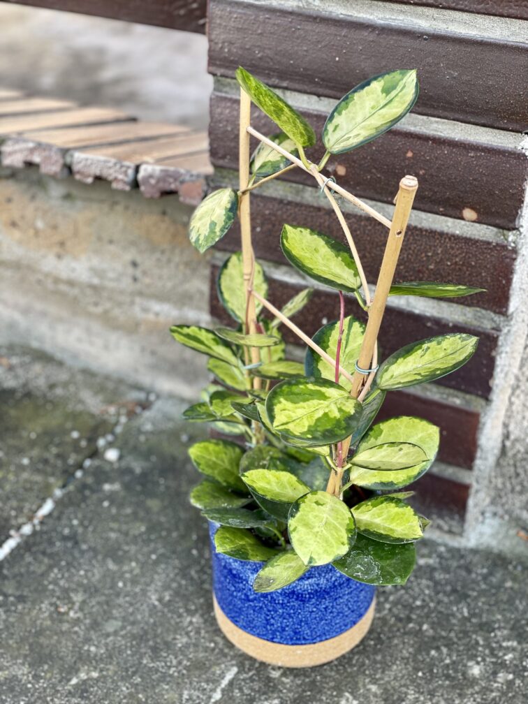 Zdjęcie rośliny Hoya australis Lisa, ujęcie 1