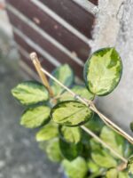 Zdjęcie rośliny Hoya australis Lisa, ujęcie 2