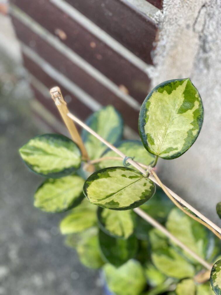 Zdjęcie rośliny Hoya australis Lisa, ujęcie 2