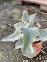 Zdjęcie rośliny Kalanchoe beharensis, ujęcie 1
