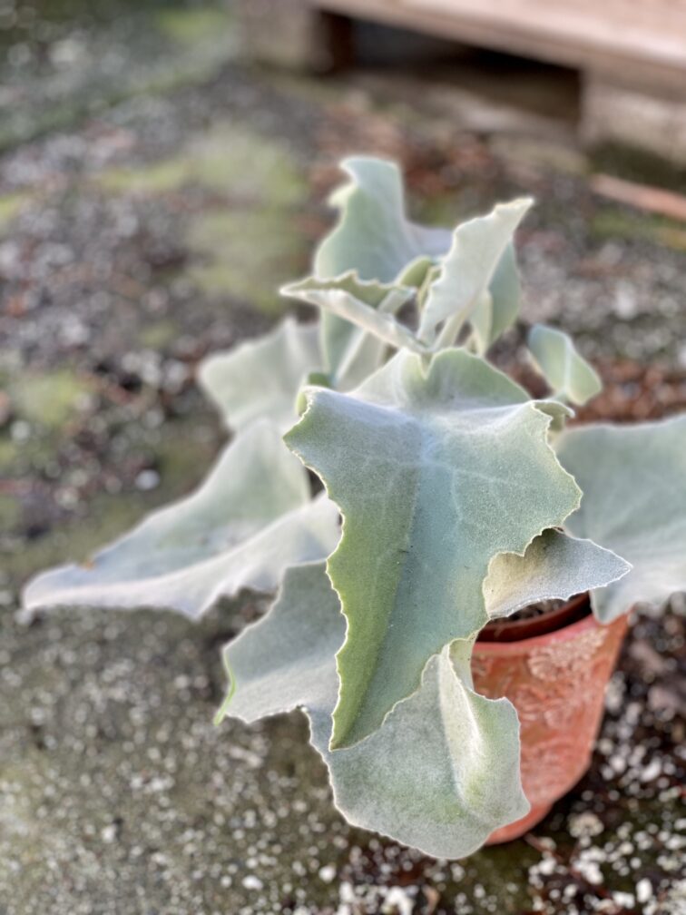 Zdjęcie rośliny Kalanchoe beharensis, ujęcie 1