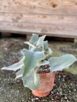 Zdjęcie rośliny Kalanchoe beharensis, ujęcie 2